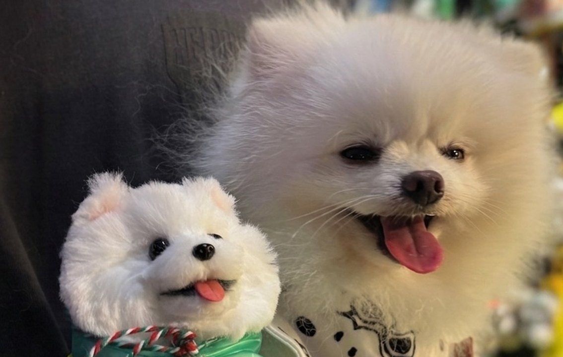 작품집